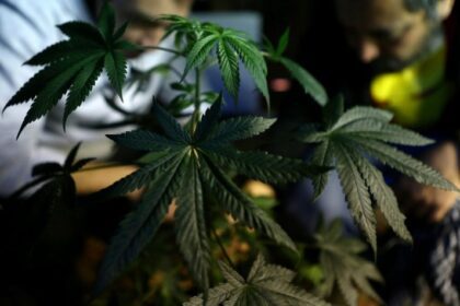 Conselho Federal de Medicina restringe uso medicinal de canabidiol no Brasil
