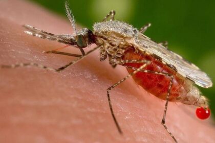 Saúde | Distribuição da vacina contra a dengue começa na próxima semana