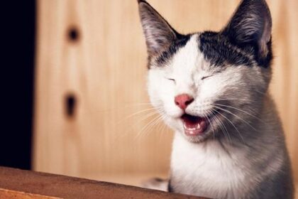 Candeias oferece atendimento veterinário gratuito nesta quinta-feira (18)
