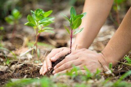 Eleição do conselho municipal de defesa ao meio ambiente: inscrições abertas!