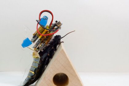 Cientistas do Japão criam baratas ciborgues para ajudar em desastres