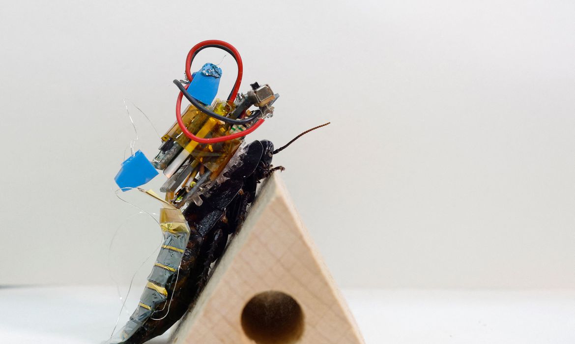 Cientistas do Japão criam baratas ciborgues para ajudar em desastres