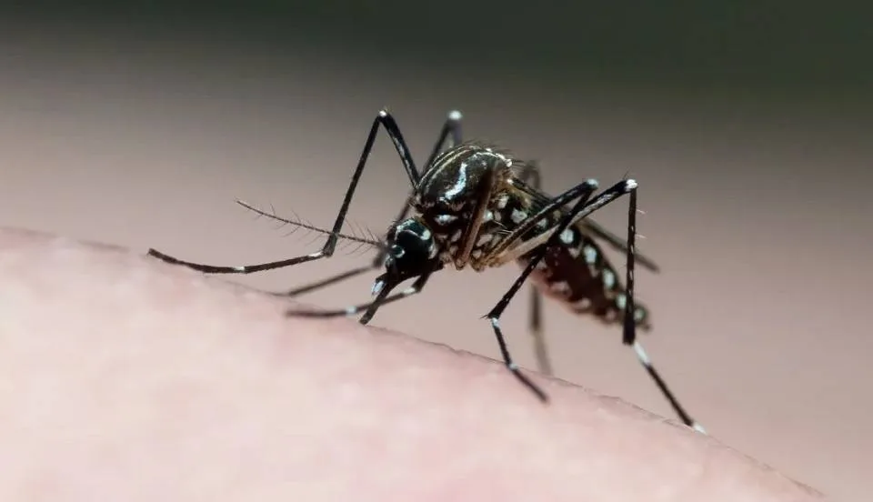 Dengue se espalha para o Sul e Centro-Oeste, aponta pesquisa