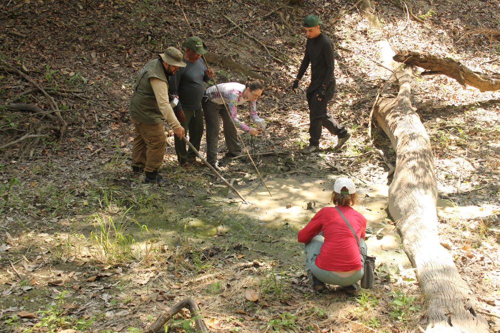 No rio Preto: poraquês em ‘condomínios’ submersos nas margens dos igarapés