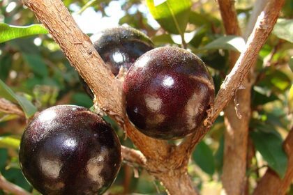 Benefícios da casca de jabuticaba para a saúde de pessoas com síndrome metabólica: redução da inflamação e glicemia