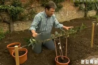 TV norte-coreana ‘censura’ calça jeans de apresentador britânico