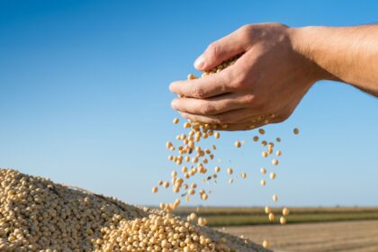 Colheita de soja no Oeste da Bahia atinge metade da área plantada