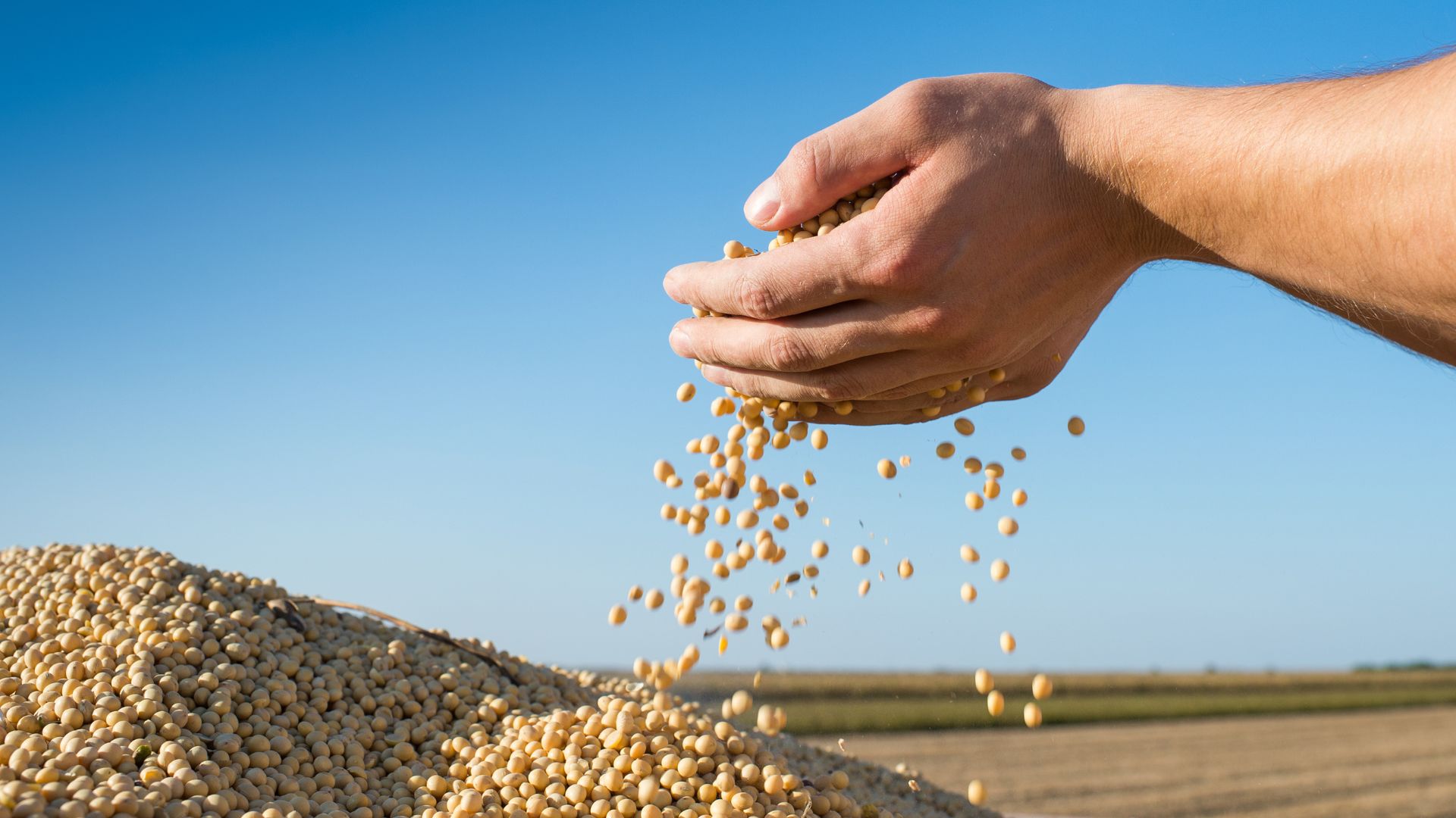 Colheita de soja no Oeste da Bahia atinge metade da área plantada