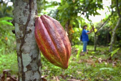 Cientistas rastreiam origem complexa do cacau em novo estudo