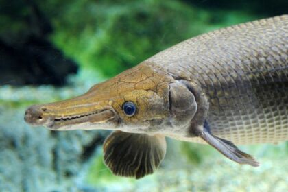 Esses fósseis vivos são mais estranhos do que parecem