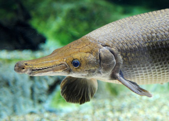 Esses fósseis vivos são mais estranhos do que parecem