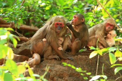 Humanos e macacos possuem o mesmo padrão de ondas cerebrais