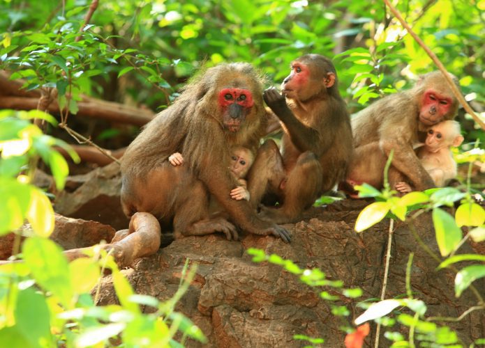Humanos e macacos possuem o mesmo padrão de ondas cerebrais