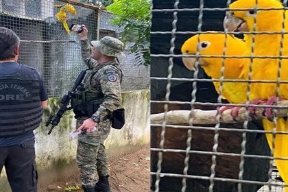 PF apreende mais de 400 aves em operação contra tráfico ilegal