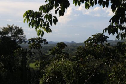 Programa na Bahia promove restauração e conscientização ambiental no Dia Internacional das Florestas.