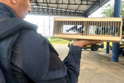 Papa-Capins e canários resgatados pela PRF