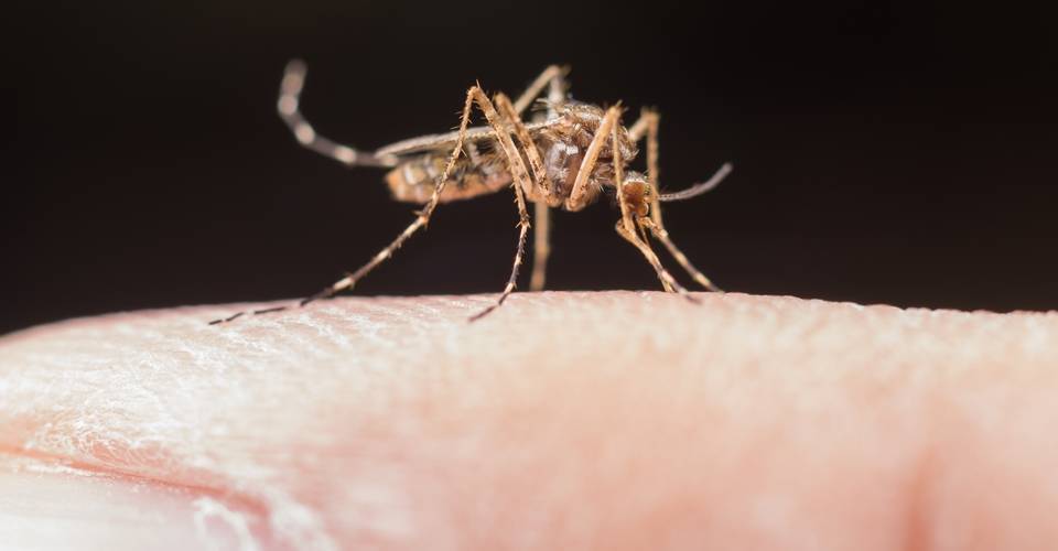 20 mortes e 272 municípios na Bahia com epidemia de dengue