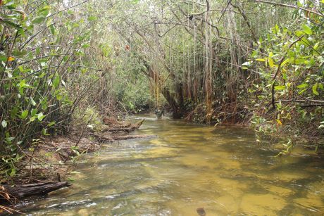 No rio Preto: poraquês em ‘condomínios’ submersos nas margens dos igarapés
