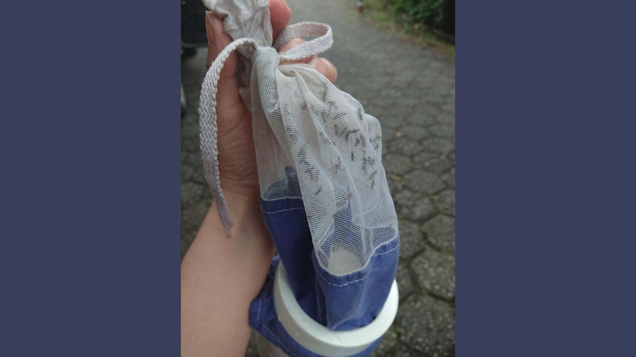 Monitoramento em tempo real de arbovírus, mosquitos e possíveis hospedeiros na cidade de São Paulo