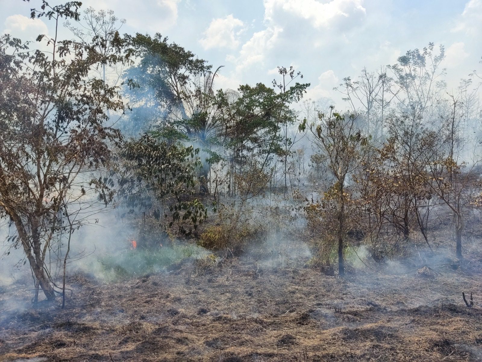 Estudo aponta aumento de 152% nos incêndios em áreas de florestas maduras na Amazônia em 2023