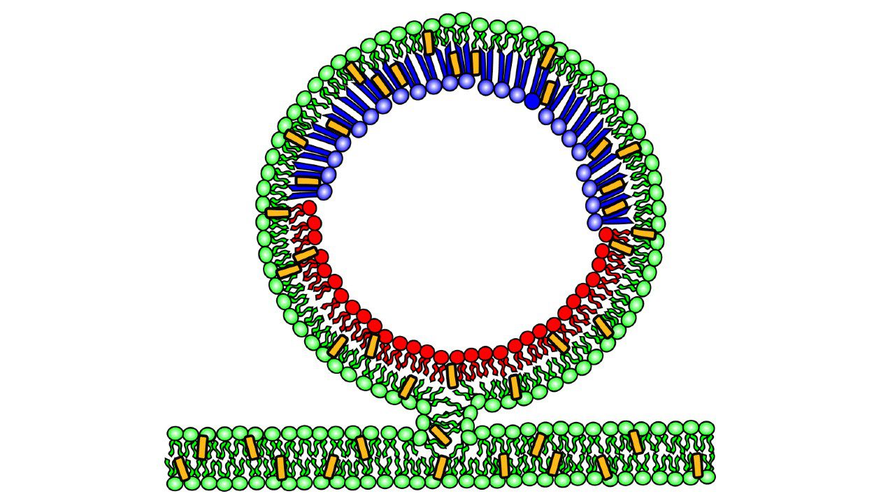 Pesquisadores propõem abordagem inovadora para análise de membranas celulares