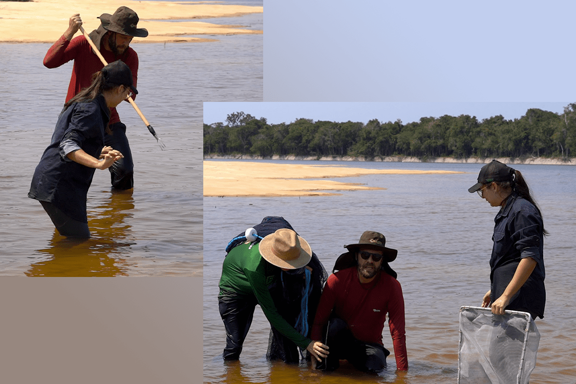 Acidente com raia não impede a continuidade das coletas no Jauaperi: relato do Diário de Campo, capítulo 5.
