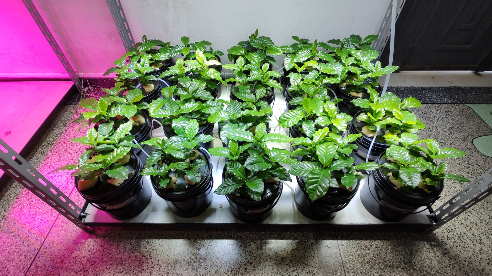 Brasileiros participam de consórcio para sequenciar o genoma de referência do café arábica