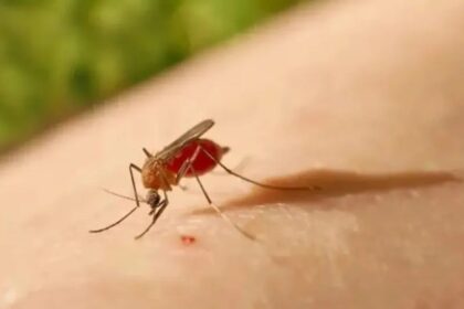 Bahia registra mais de 150 casos de ‘Febre do Oropouche’; vejas as cidades