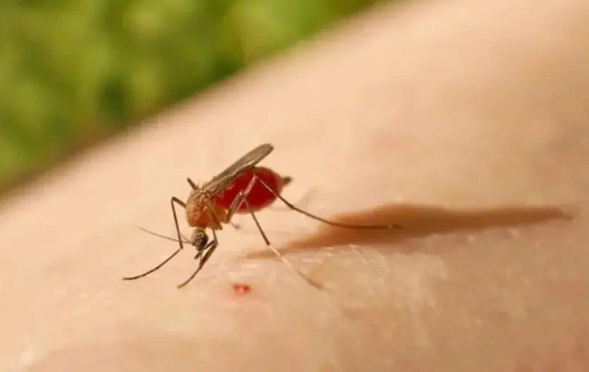 Bahia registra mais de 150 casos de ‘Febre do Oropouche’; vejas as cidades