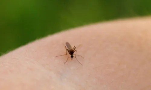 Sobe para 47 o número casos de ‘Febre Oropouche’ na Bahia