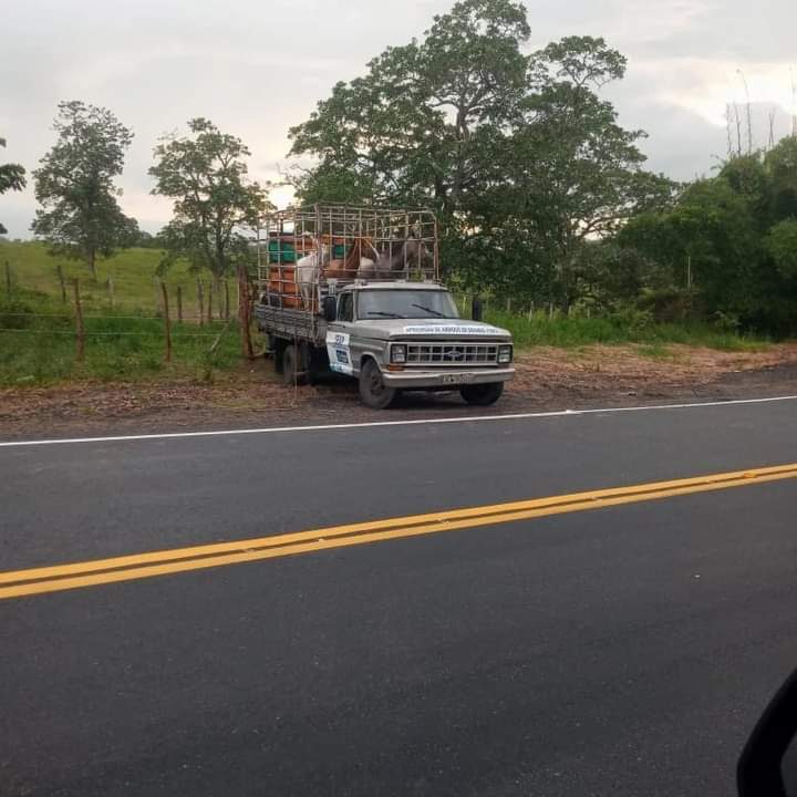 Operação conjunta recolhe equinos na BA 523