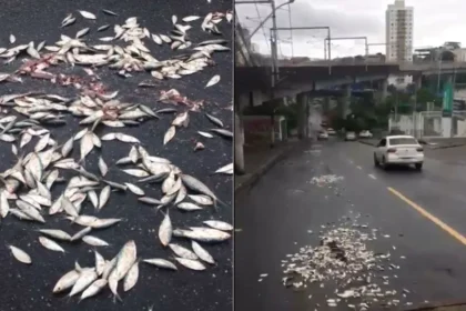 Torcedores do Vitória despejam sardinhas na ladeira da Fonte Nova