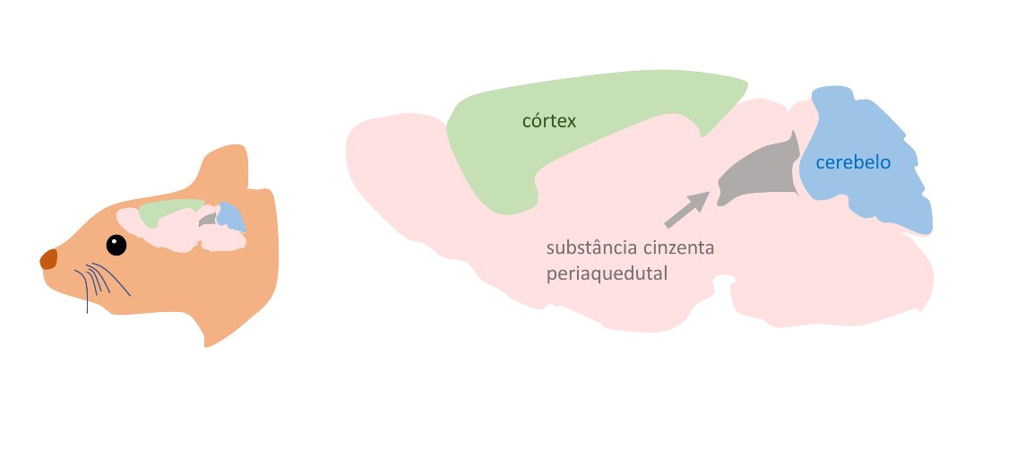 Descoberta de neurônios que motivam a busca obsessiva por alimentos, mesmo sem fome