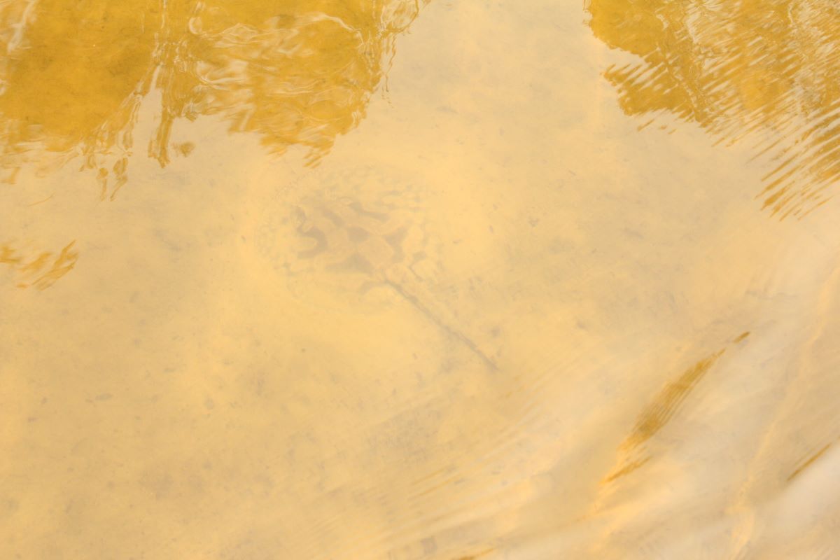 Acidente com raia não impede a continuidade das coletas no jauaperi: relato do diário de campo, capítulo 5. Acidente com raia não impede a continuidade das coletas no Jauaperi: relato do Diário de Campo, capítulo 5.