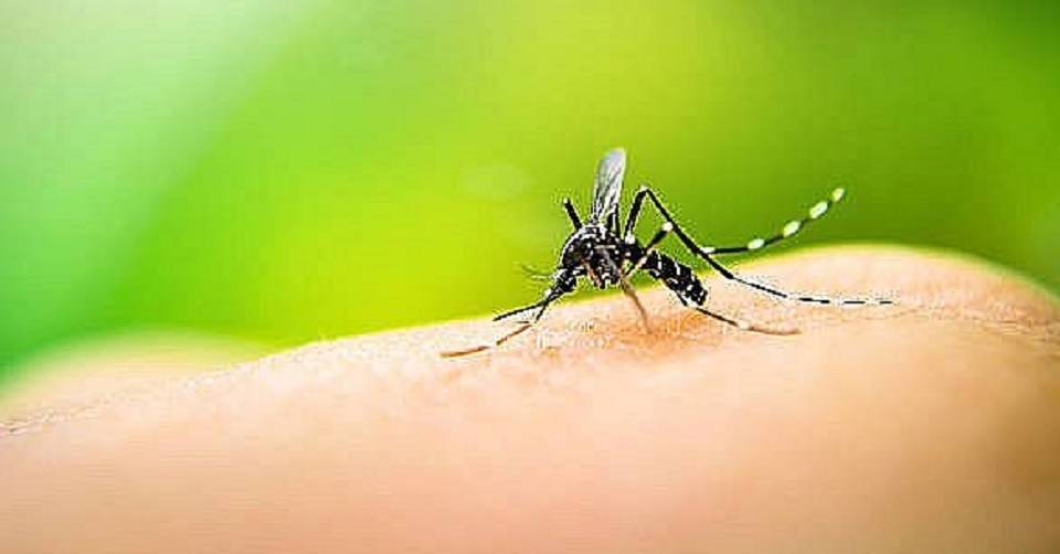 Brasil já registra mil mortes por dengue em 2021, com 1,5 mil em investigação