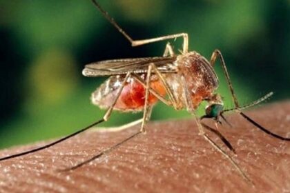 Febre oropouche: Bahia com 95 casos; Igrapiúna na lista de cidades