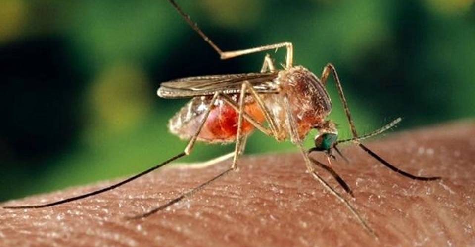 Febre oropouche: Bahia com 95 casos; Igrapiúna na lista de cidades