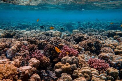 Edição 2 do Workshop 'Restauração de Recifes de Coral' pelo Projeto Mares