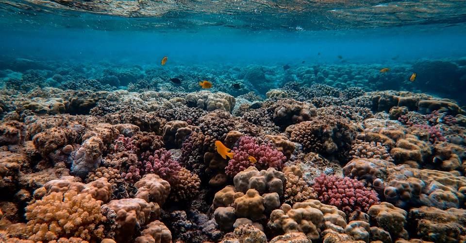 Edição 2 do Workshop 'Restauração de Recifes de Coral' pelo Projeto Mares
