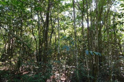 Falta de manejo adequado acelera descaracterização do Cerrado, tornando a área menos resiliente às mudanças climáticas.