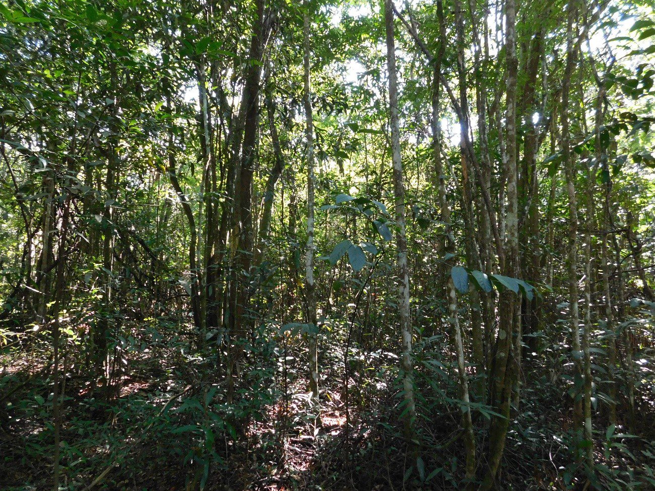 Falta de manejo adequado acelera descaracterização do Cerrado, tornando a área menos resiliente às mudanças climáticas.