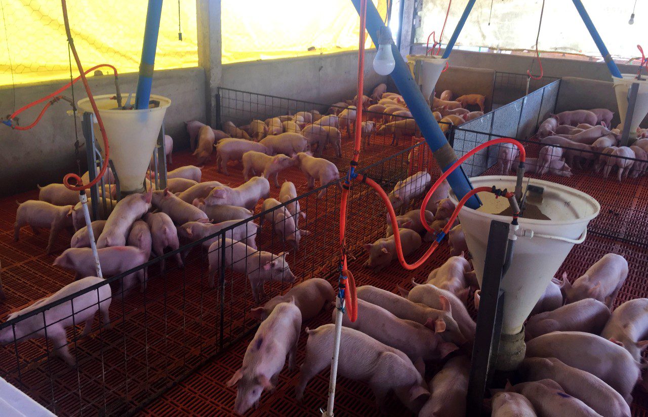 Microbiota da saliva de suínos na fase pós-desmame é descrita em estudo pioneiro
