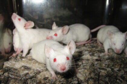 Análise detalhada da eficácia de alternativas ao uso de animais em experimentos