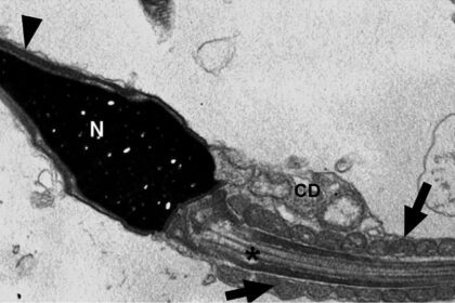 Estudo aponta que o coronavírus pode ser detectado em espermatozoides por até 110 dias pós-infecção