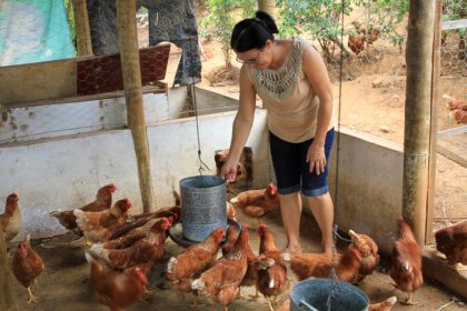 Associativismo impulsiona produção de galinha caipira em Tremedal