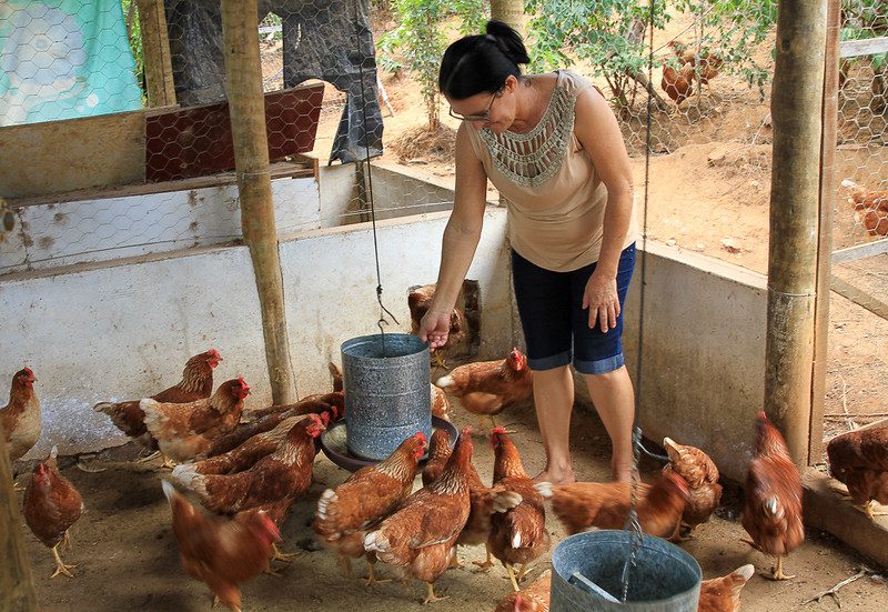 Associativismo impulsiona produção de galinha caipira em Tremedal