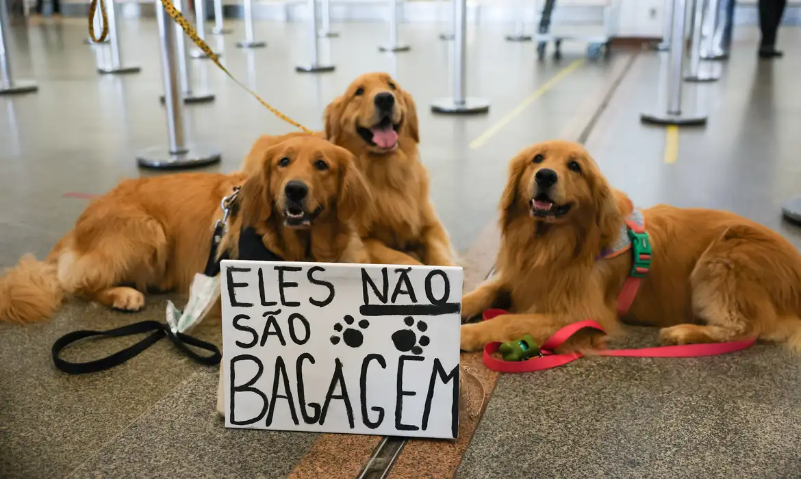 Câmara dos Deputados aprova projeto que obriga aéreas a rastrear transporte de pets
