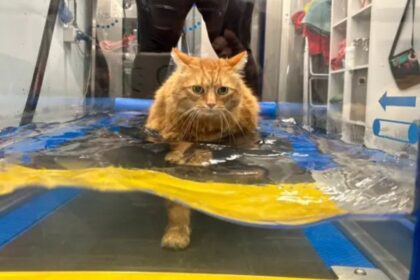 Descubra por que nadar como um cão pode te ajudar a perder peso