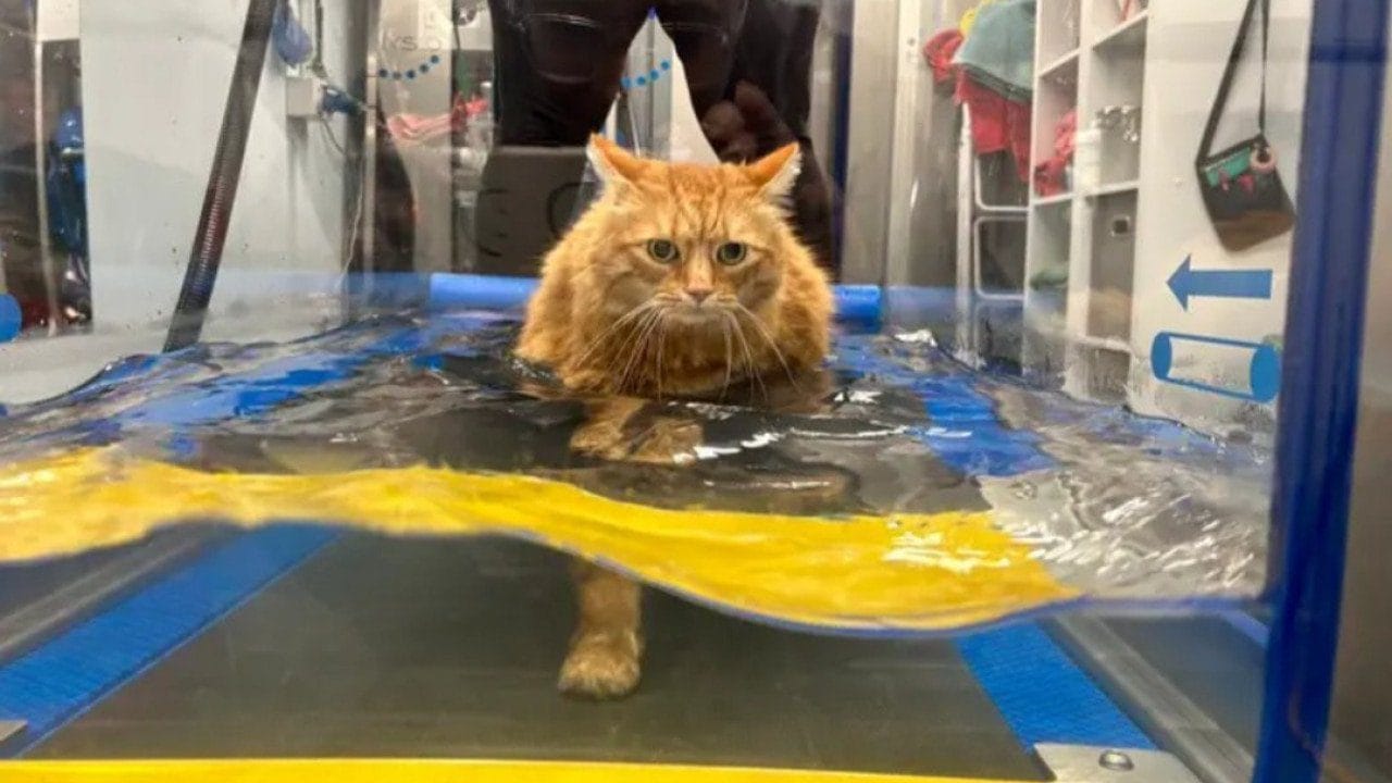 Descubra por que nadar como um cão pode te ajudar a perder peso