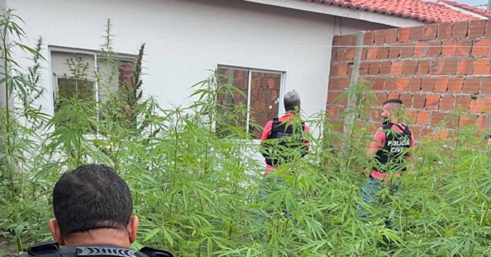 Polícia erradica plantação de 250 pés de maconha em Feira de Santana